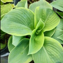 Hosta Nifty Fifty Picture of Hosta Nifty Fifty (30839)