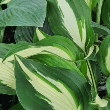 Hosta Night Before Christmas Picture of Hosta Night Before Christmas (9018)