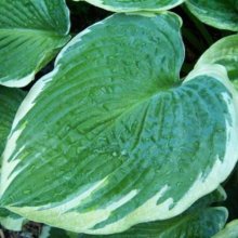Hosta Northern Halo Picture of Hosta Northern Halo (10703)