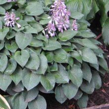 Hosta Pacific Blue Edger Picture of Hosta Pacific Blue Edger (9019)