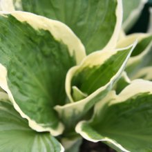 Hosta Patriot Picture of Hosta Patriot (2578)