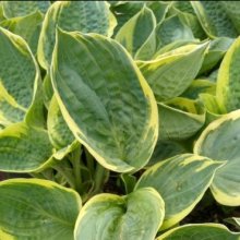Hosta Pizzazz Picture of Hosta Pizzazz (28936)