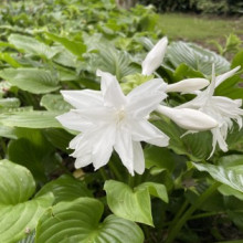 Hosta Plantaginea Grandiflora Picture of Hosta Plantaginea Grandiflora (2579)