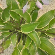 Hosta Queen Josephine Picture of Hosta Queen Josephine (10046)