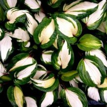 Hosta Raspberry Sundae Picture of Hosta Raspberry Sundae (8162)