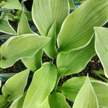 Hosta Regal Splendour Picture of Hosta Regal Splendour (29241)