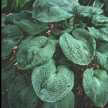 Hosta Royal Quilt Picture of Hosta Royal Quilt (10704)