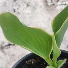 Picture of Hosta Sagae (30990)