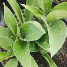 Hosta Salute Picture of Hosta Salute (30991)