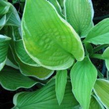 Hosta Shade Fanfare Picture of Hosta Shade Fanfare (7765)