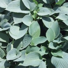 Hosta Silver Knight Picture of Hosta Silver Knight (6874)