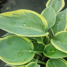 Hosta Sleep Beauty Picture of Hosta Sleep Beauty (30995)