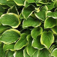 Hosta So Sweet Picture of Hosta So Sweet (6075)