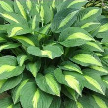 Hosta Striptease Picture of Hosta Striptease (10705)