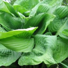 Hosta Sum and Substance Picture of Hosta Sum and Substance (2581)