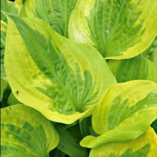 Hosta Summer Breeze Picture of Hosta Summer Breeze (10098)