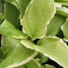 Hosta Summer Fragrance Picture of Hosta Summer Fragrance (2582)