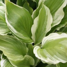 Hosta Thomas Hogg Picture of Hosta Thomas Hogg (2583)