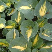 Hosta Thunderbolt Picture of Hosta Thunderbolt (6776)