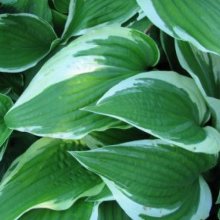 Hosta Treasure Trove Picture of Hosta Treasure Trove (9099)