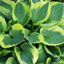 Hosta Twilight Picture of Hosta Twilight (8223)