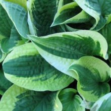 Hosta Wide Brim Picture of Hosta Wide Brim (2586)