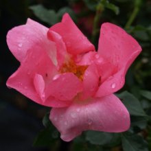 Hot Lips-Rose Picture of Hot Lips-Rose (6315)