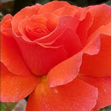Picture of Hot Topic Std 80cm Single Bud-Rose (31101)