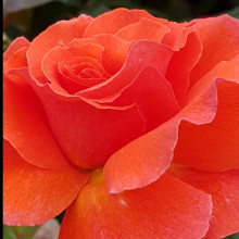 Hot Topic Std 80cm-Rose Picture of Hot Topic Std 80cm-Rose (11260)