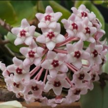 Picture of Hoya carnosa (11465)