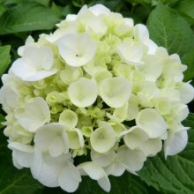 Picture of Hydrangea Agnes Pavelli (7816)