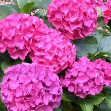 Picture of Hydrangea Alpengluhen (6688)