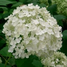Picture of Hydrangea Annabelle (2591)