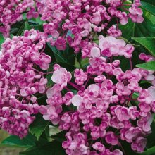 Picture of Hydrangea Ayesha (2593)