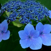 Picture of Hydrangea Blaumeise (2594)