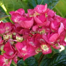 Picture of Hydrangea Bloody Marvellous (7817)