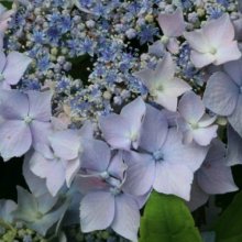 Picture of Hydrangea Blue Deckle (2596)