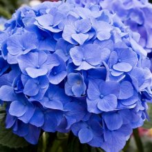 Picture of Hydrangea Blue Diamond (2597)