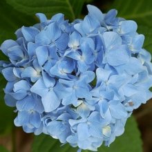 Picture of Hydrangea Blue Prince (7818)