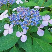Picture of Hydrangea Blue Wave (2600)