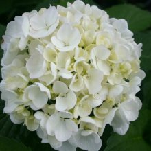 Hydrangea Bridal Bouquet Picture of Hydrangea Bridal Bouquet (2601)
