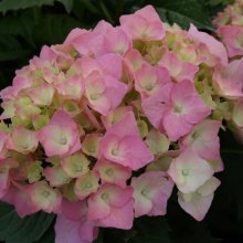 Hydrangea Brilliant Picture of Hydrangea Brilliant (6685)
