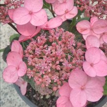 Hydrangea Cover Me Picture of Hydrangea Cover Me (28979)