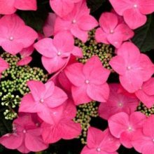 Hydrangea Geoffrey Chadbund Picture of Hydrangea Geoffrey Chadbund (2604)