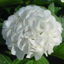 Hydrangea Grandad Picture of Hydrangea Grandad (2605)