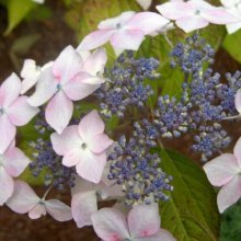 Hydrangea Grayswood Picture of Hydrangea Grayswood (7820)