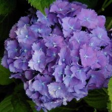Hydrangea Holstein Picture of Hydrangea Holstein (9863)