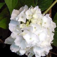 Hydrangea Le Cygne Picture of Hydrangea Le Cygne (2610)