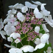 Hydrangea Libelle Picture of Hydrangea Libelle (2611)