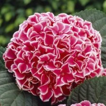 Hydrangea Macrophylla Machiko Picture of Hydrangea Macrophylla Machiko (8286)